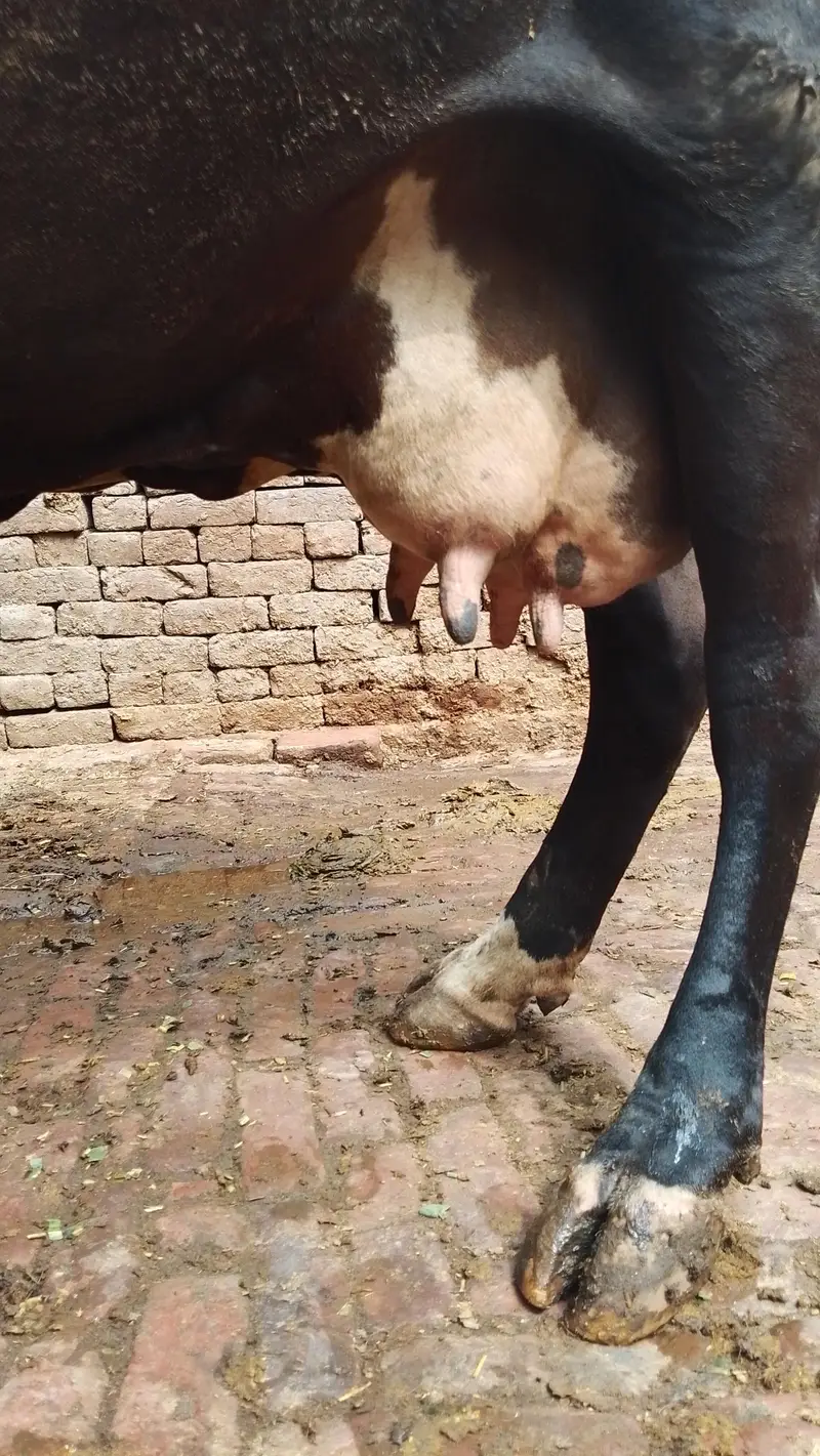 گھبن گاۓ برائے فروخت — photo 7