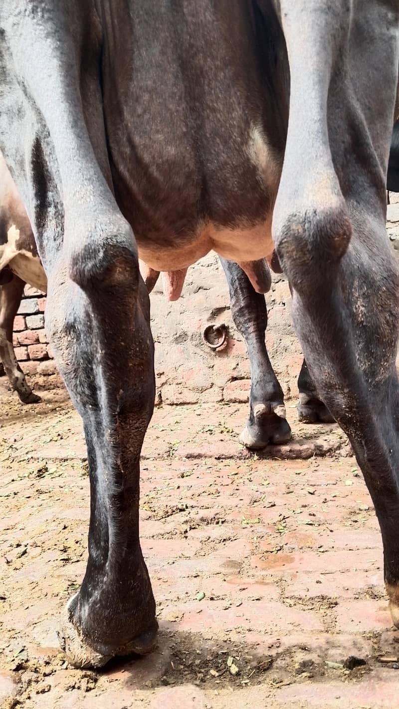 گھبن گاۓ برائے فروخت 7