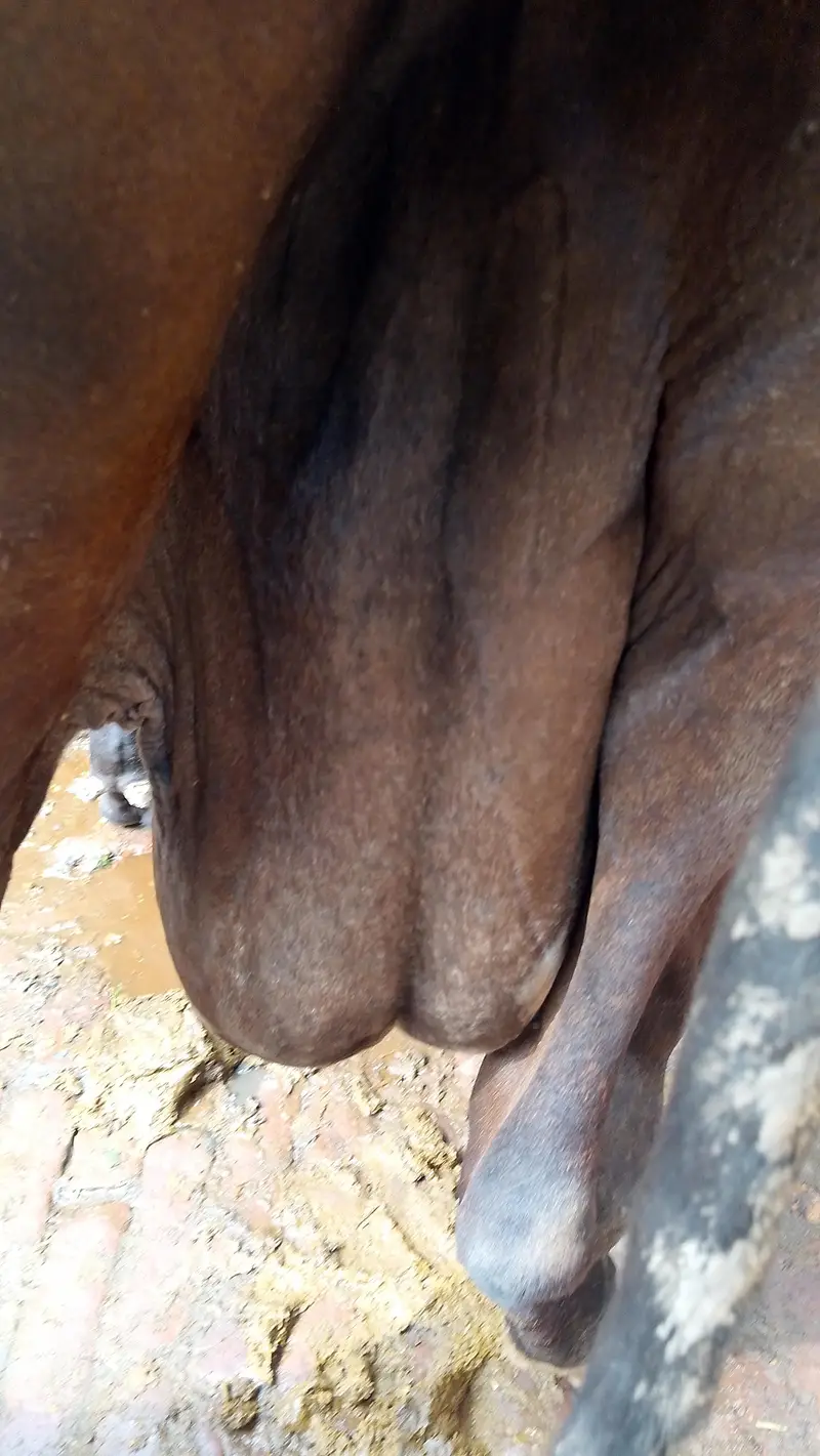 گھبن گاۓ برائے فروخت — photo 9