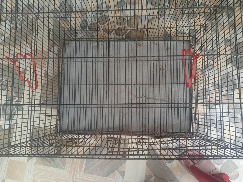 Bird Cage for Sale – — photo 3