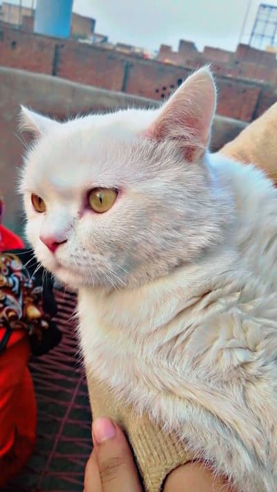 Double counted perssion cat