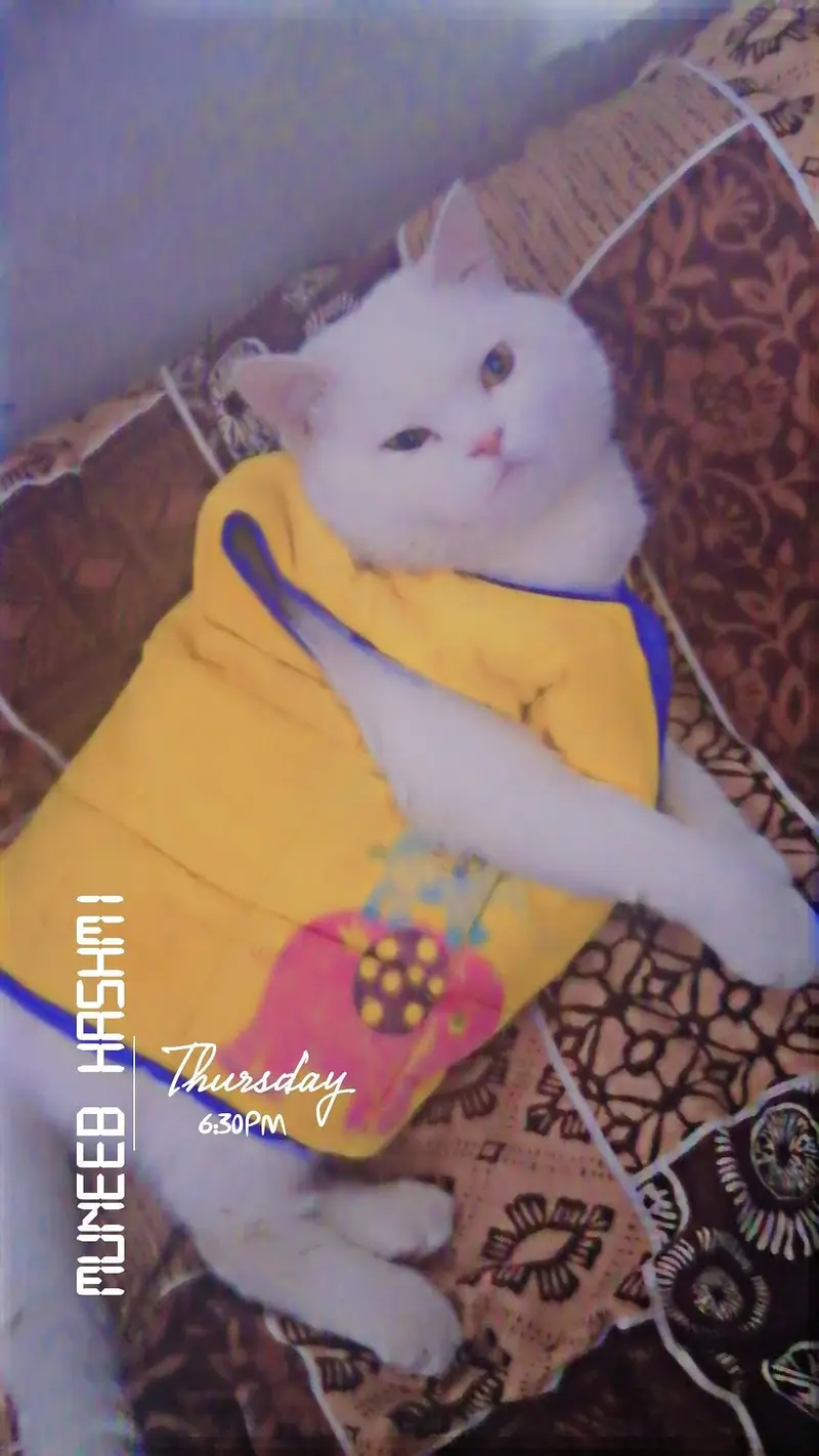 Double counted perssion cat — photo 2