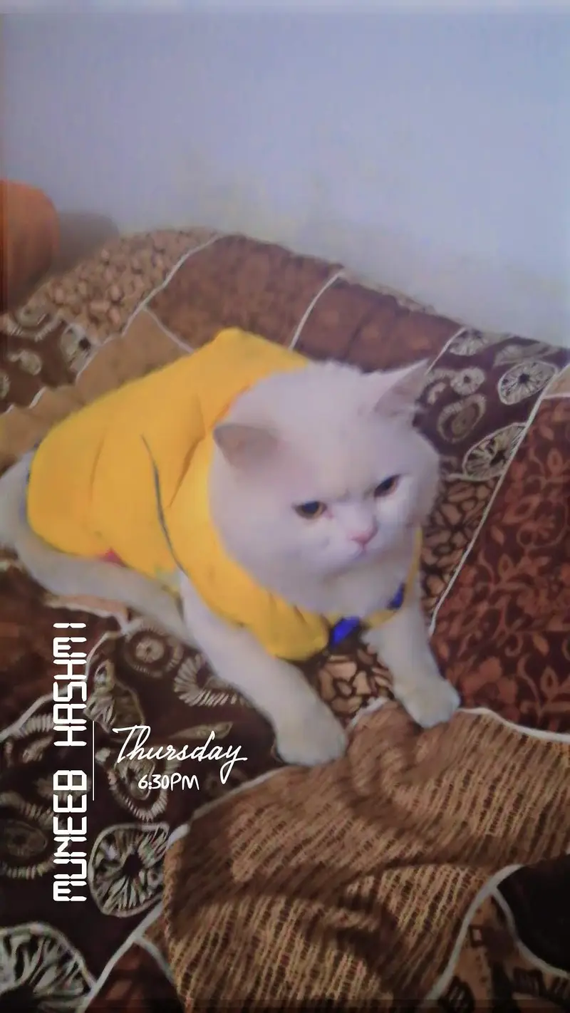 Double counted perssion cat — photo 3