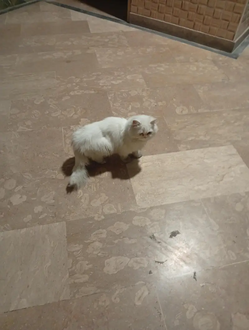 chicoo — photo 5