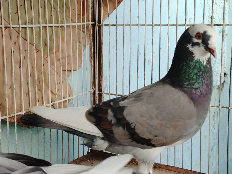 kabootar 0