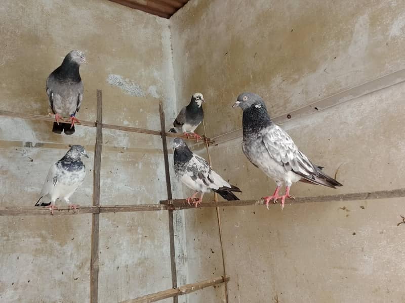 kabootar 4