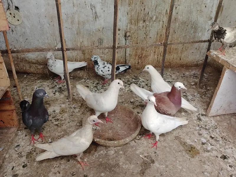 kabootar — photo 7