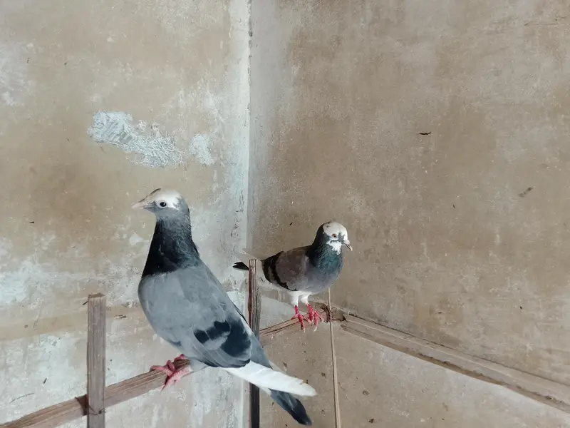 kabootar — photo 8