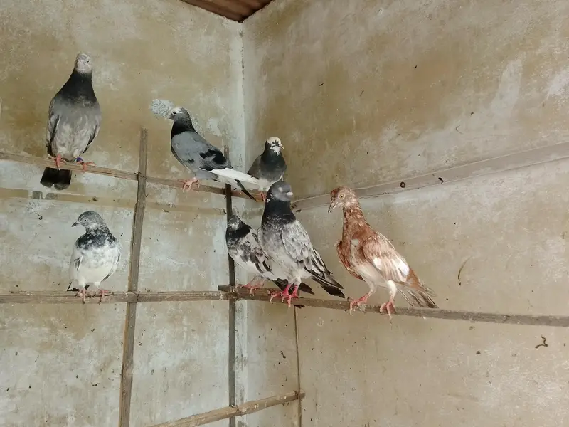 kabootar — photo 9