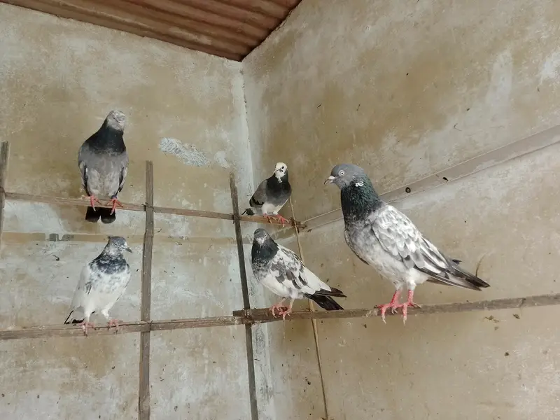kabootar — photo 12