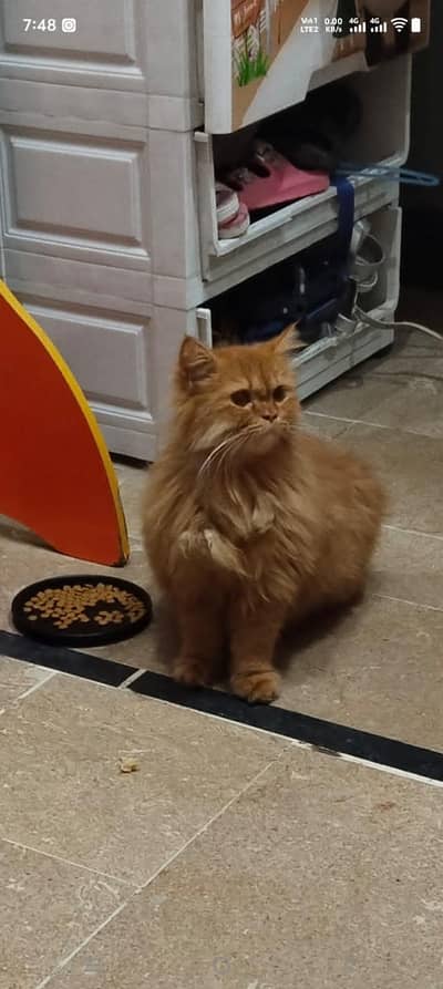 Doll Faced Persian