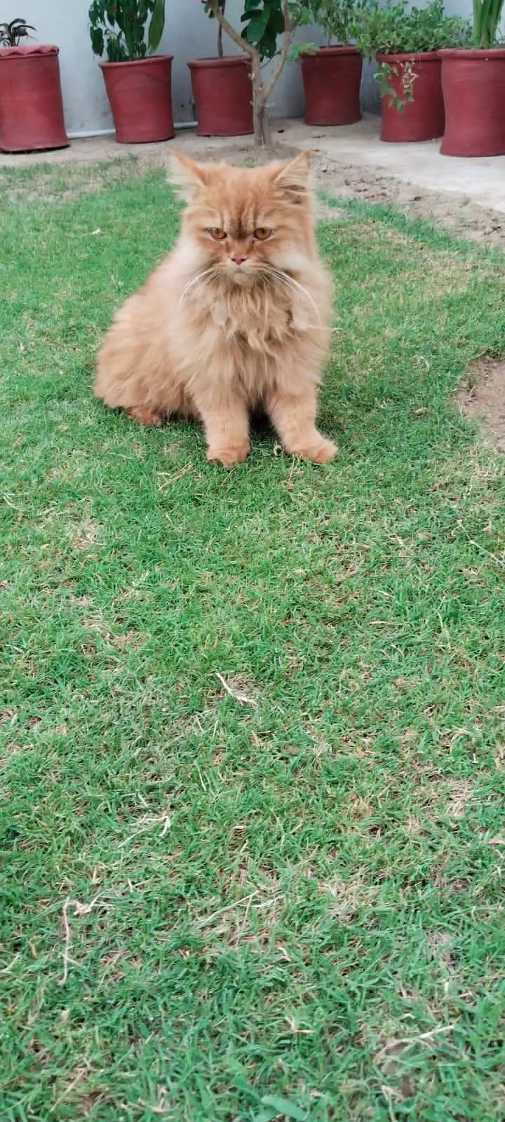 Doll Faced Persian — photo 2