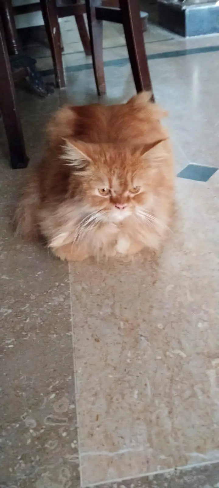 Doll Faced Persian — photo 3