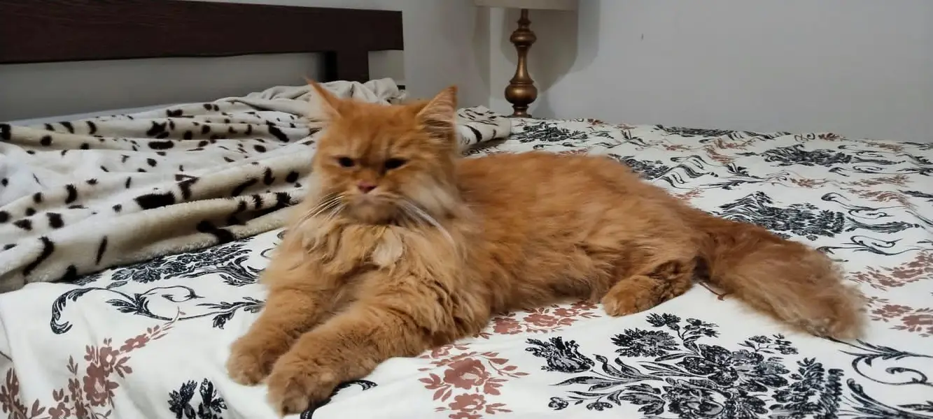 Doll Faced Persian — photo 4