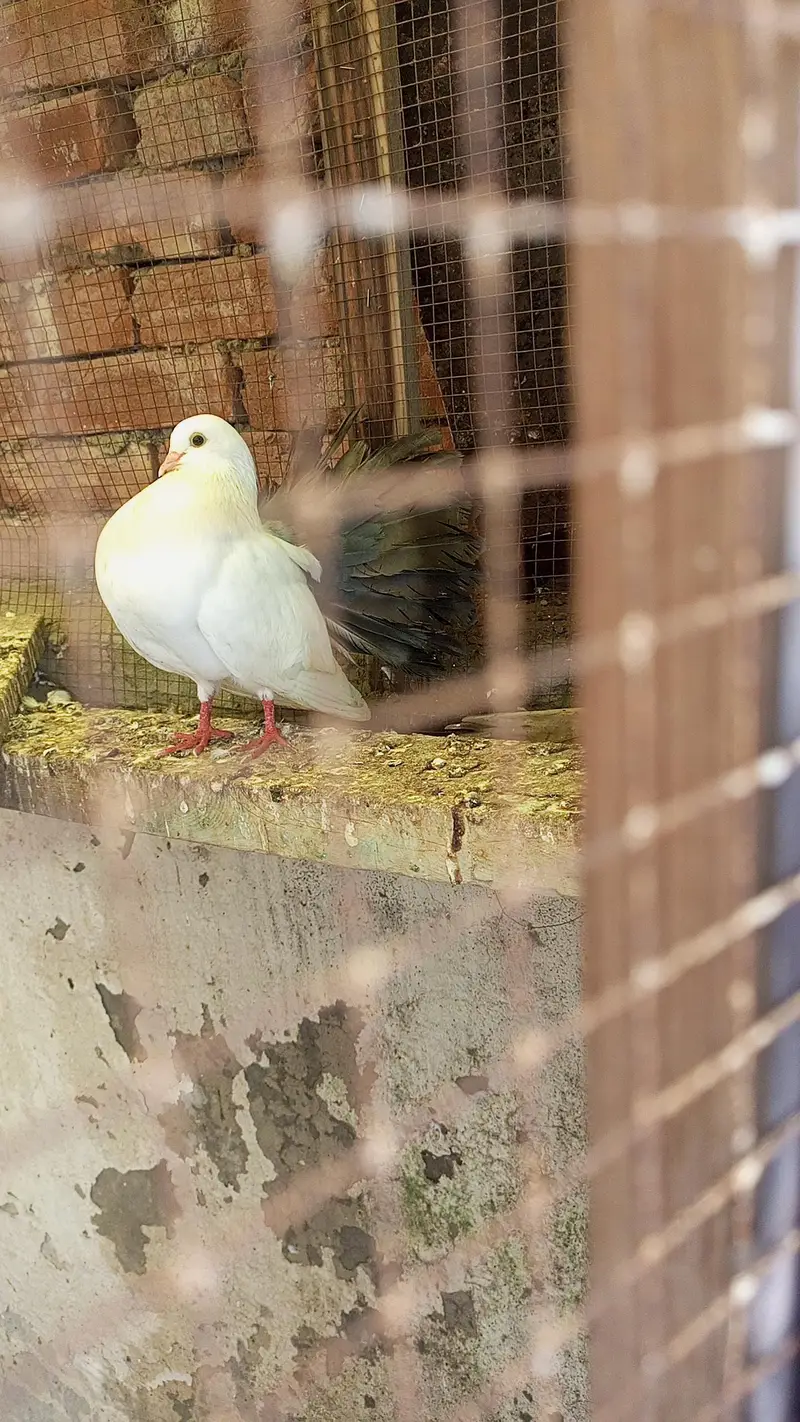 blacktale pigeon black tail kaboter