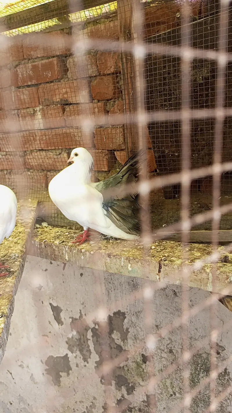 blacktale pigeon black tail kaboter — photo 2