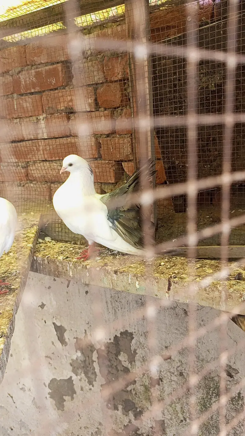 blacktale pigeon black tail kaboter — photo 3