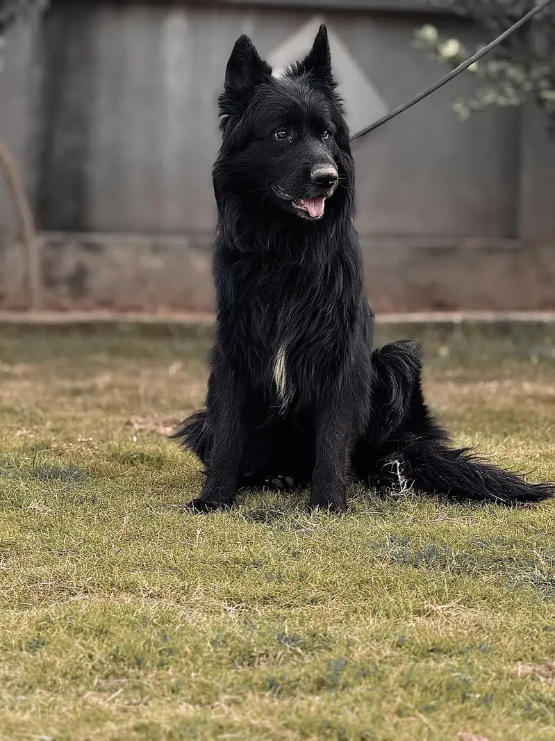 Black German female — photo 2