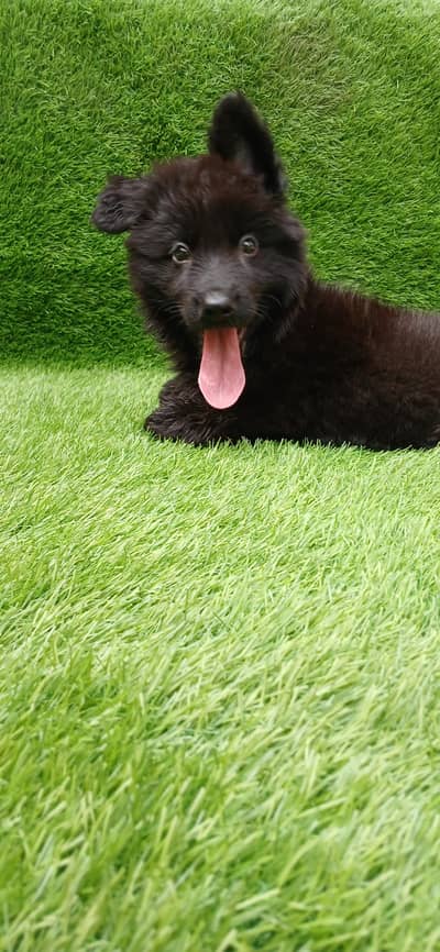 Healthy Germen shepherd puppies