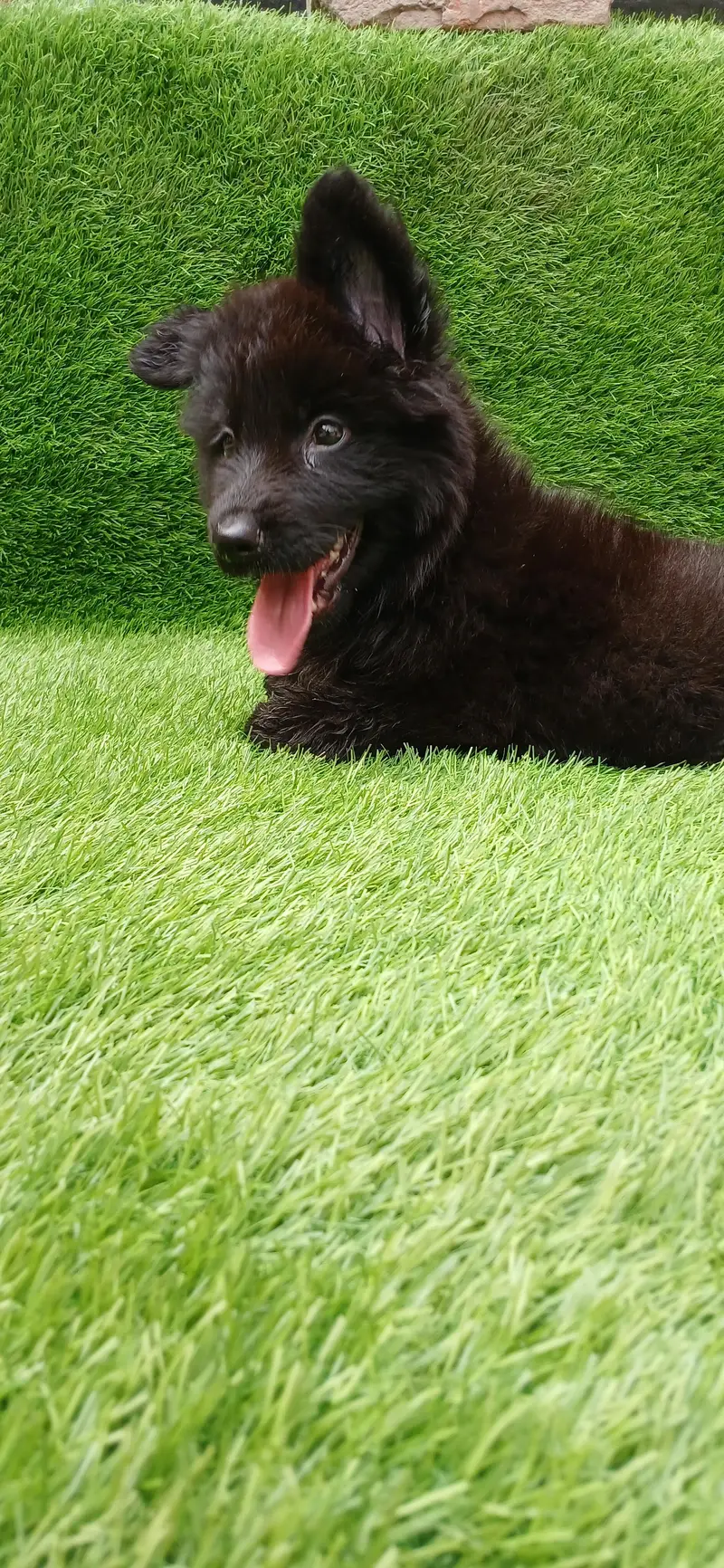Healthy Germen shepherd puppies — photo 2