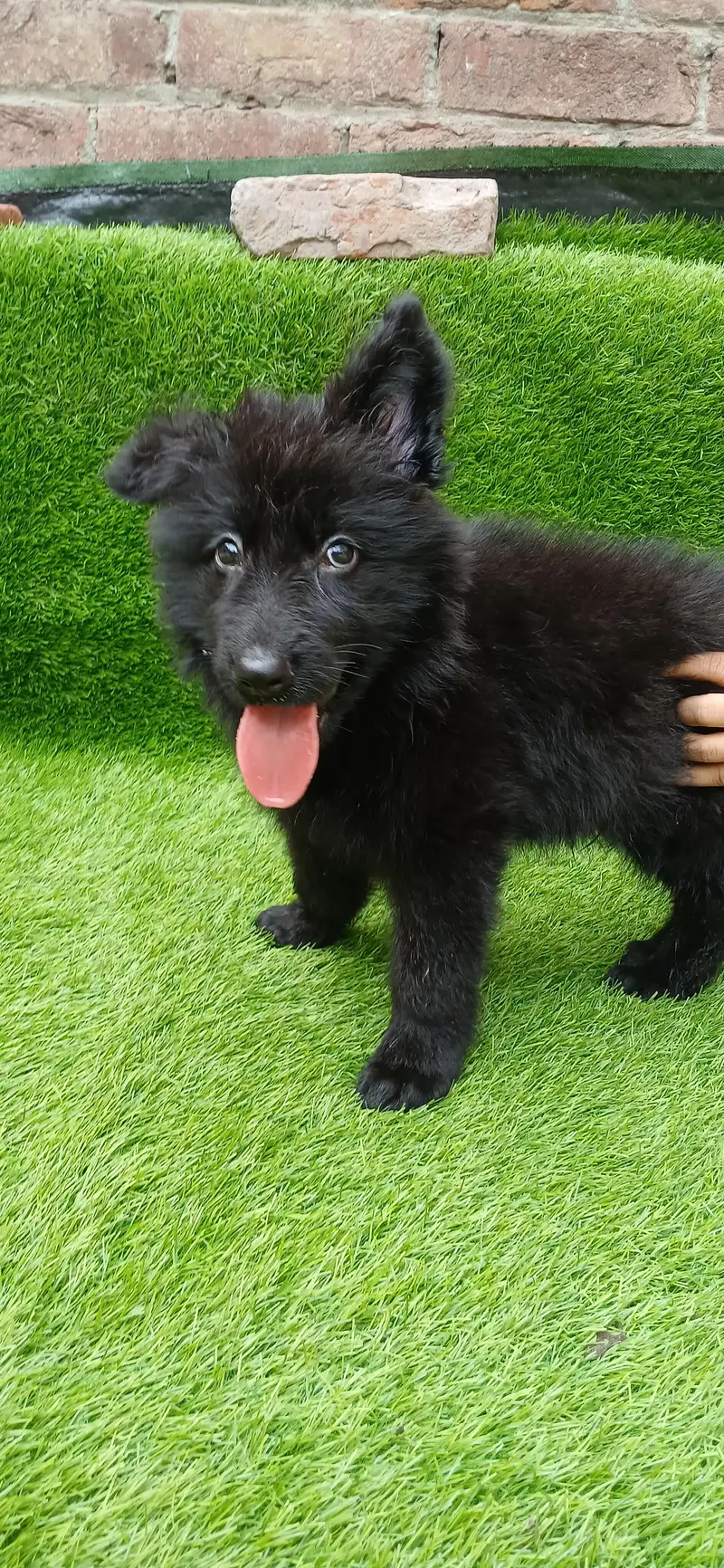Healthy Germen shepherd puppies — photo 3