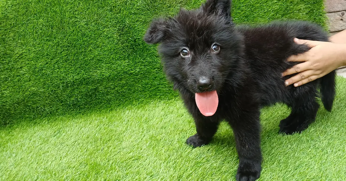 Healthy Germen shepherd puppies — photo 4