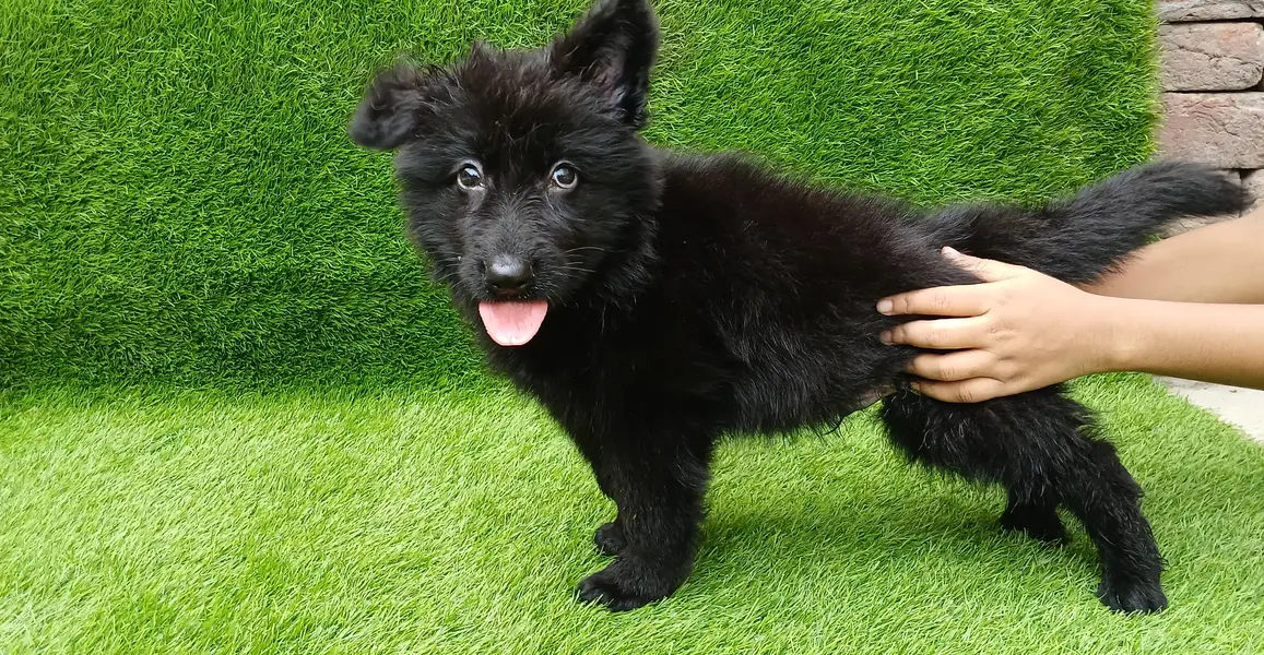 Healthy Germen shepherd puppies — photo 5