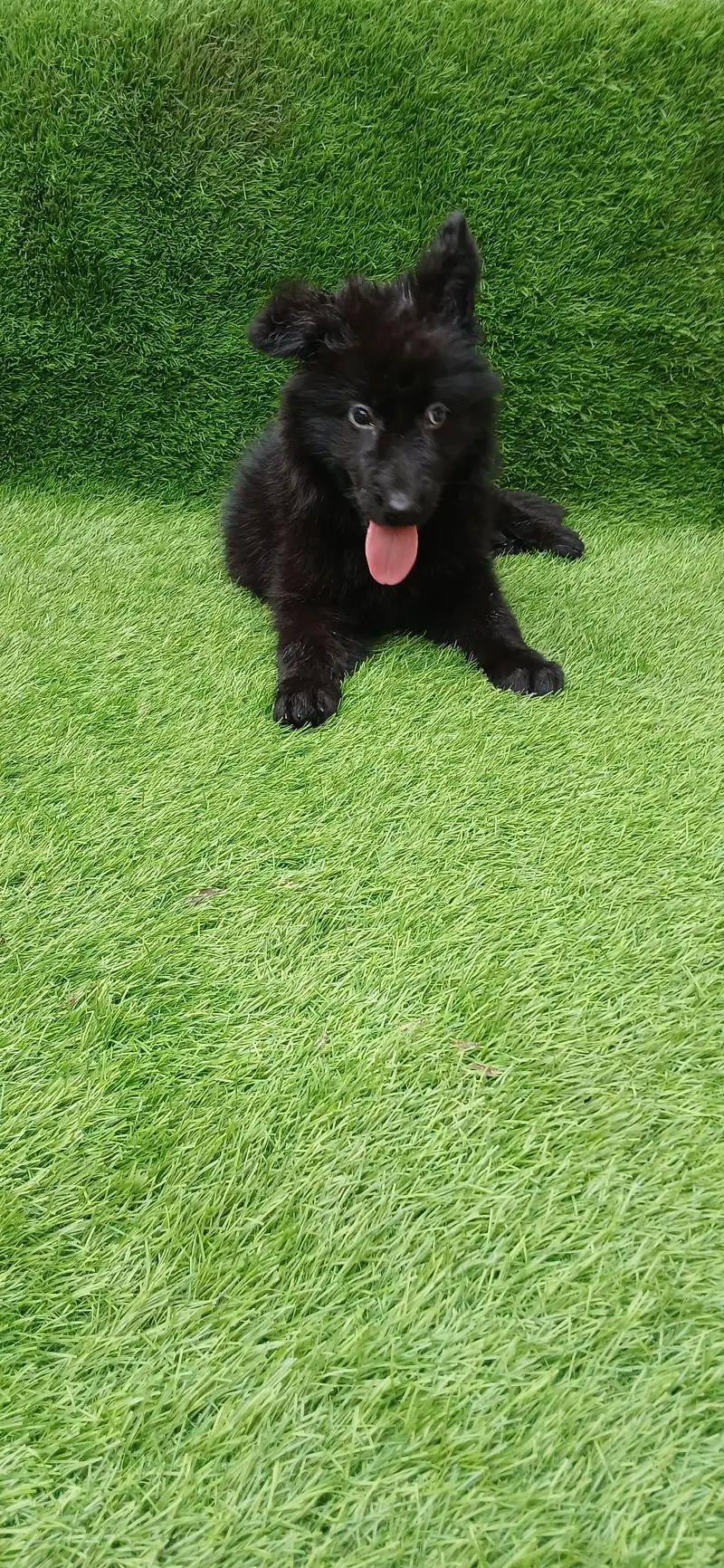Healthy Germen shepherd puppies — photo 8