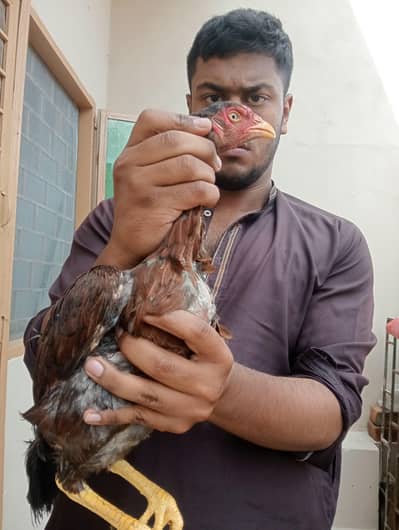 Lakha Aseel Murghi