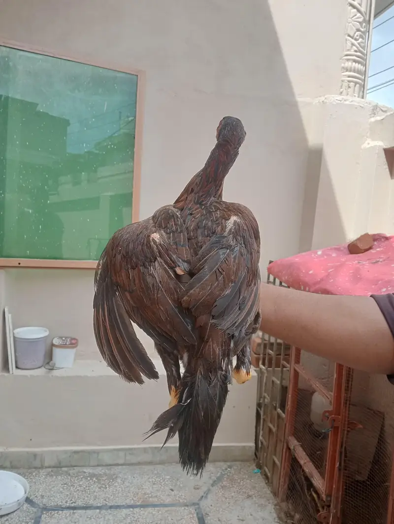Lakha Aseel Murghi — photo 2