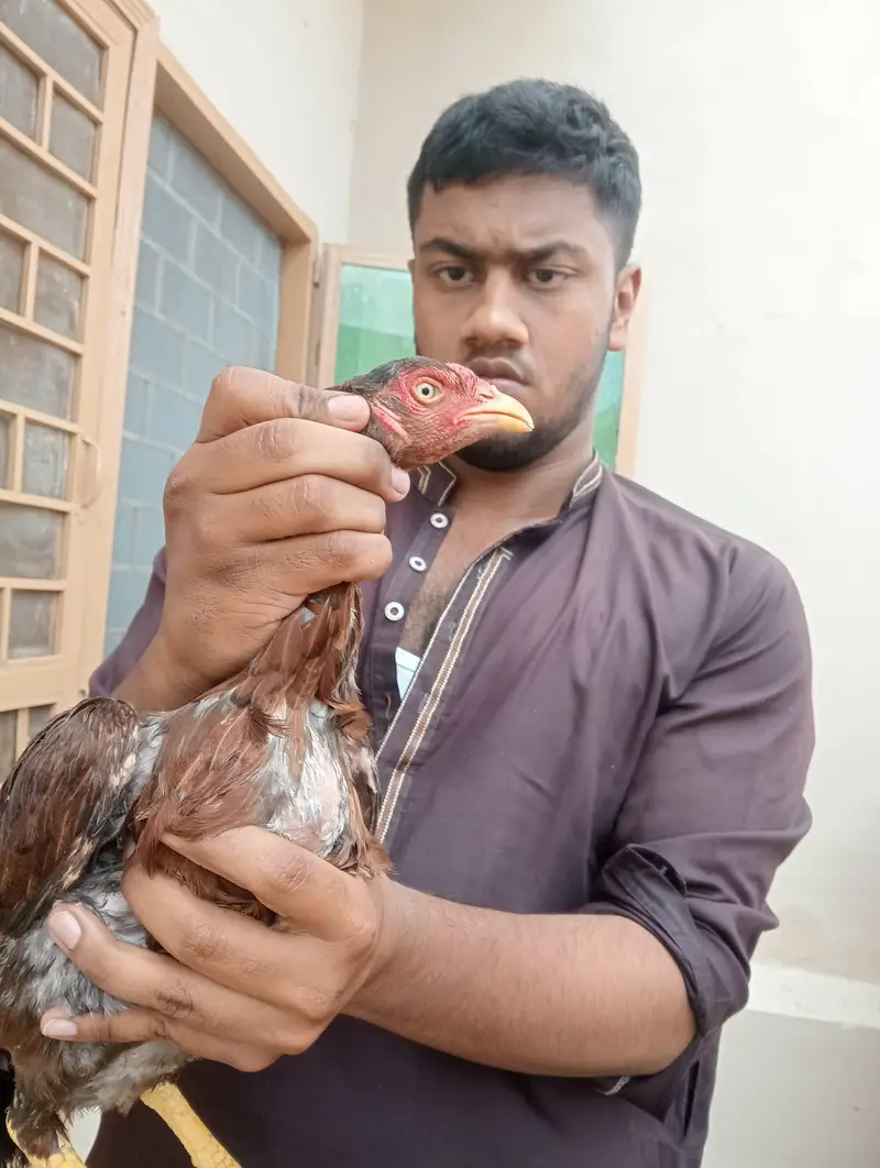 Lakha Aseel Murghi — photo 4