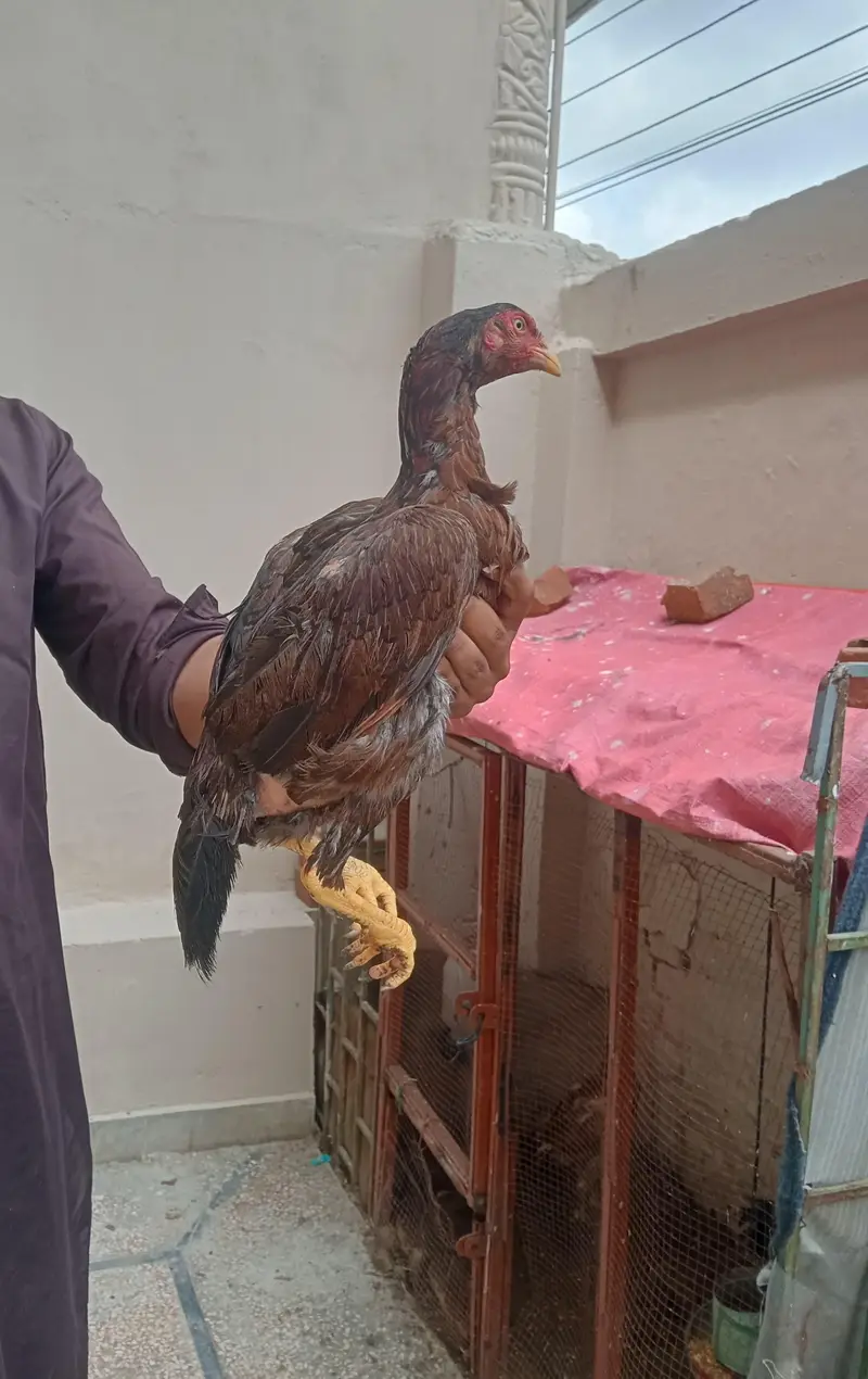 Lakha Aseel Murghi — photo 5