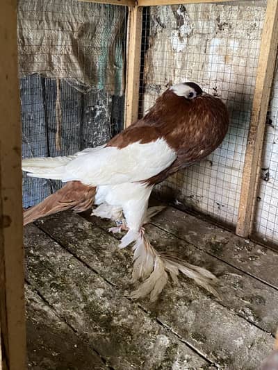 Red magpie gubara MALE 03115733578