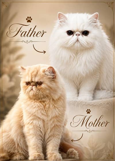 CFA bloodline peke female kitten
