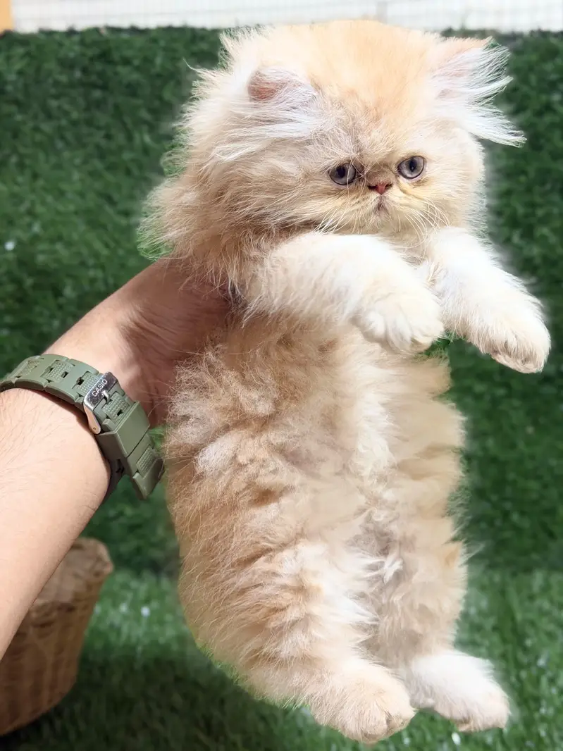 CFA bloodline peke female kitten — photo 3