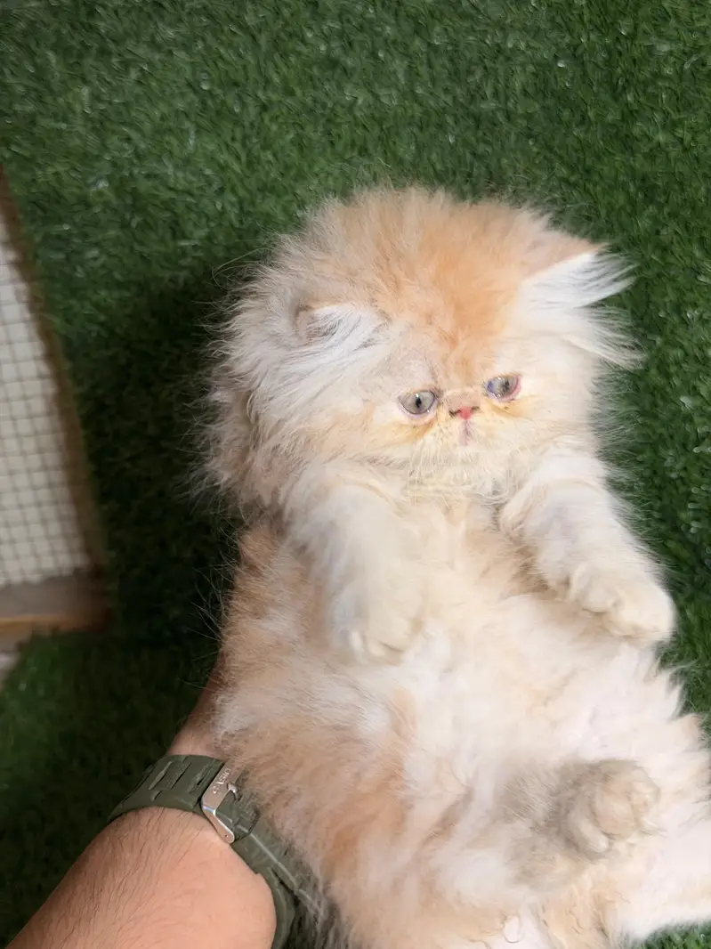 CFA bloodline peke female kitten — photo 4