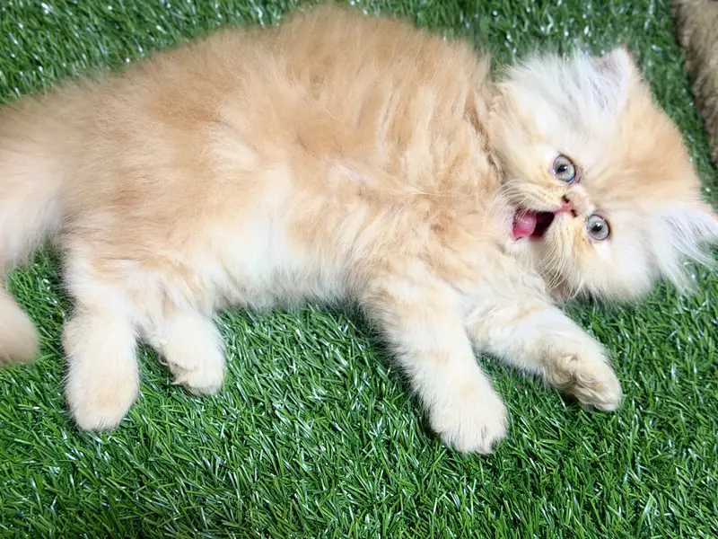 CFA bloodline peke female kitten — photo 5