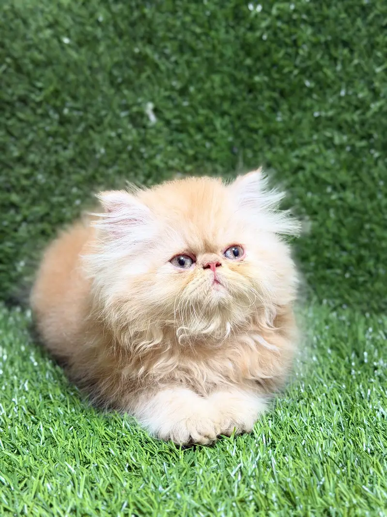 CFA bloodline peke female kitten — photo 6