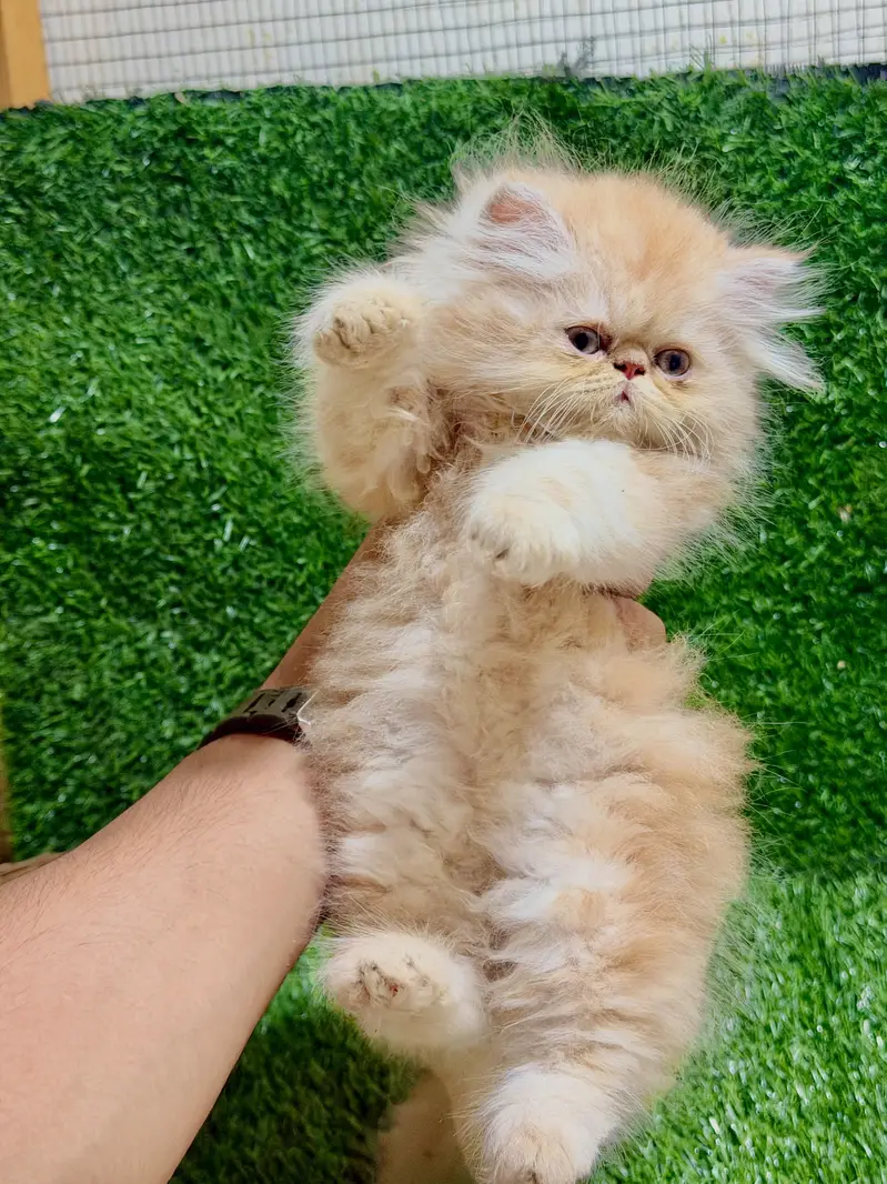CFA bloodline peke female kitten — photo 7