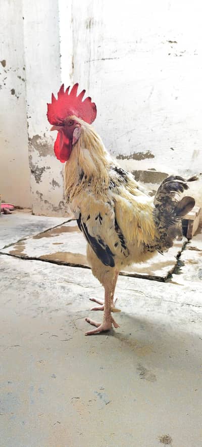 Desi Murga/Murgi Pair For Sale Heathly And Active ,For Breeding