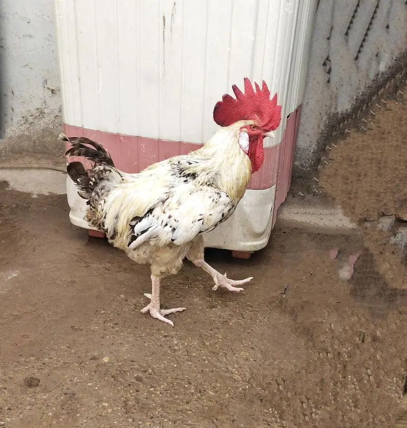 Desi Murga/Murgi Pair For Sale Heathly And Active ,For Breeding — photo 2
