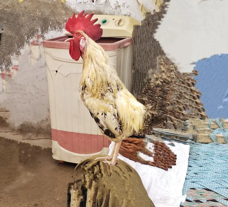 Desi Murga/Murgi Pair For Sale Heathly And Active ,For Breeding — photo 3