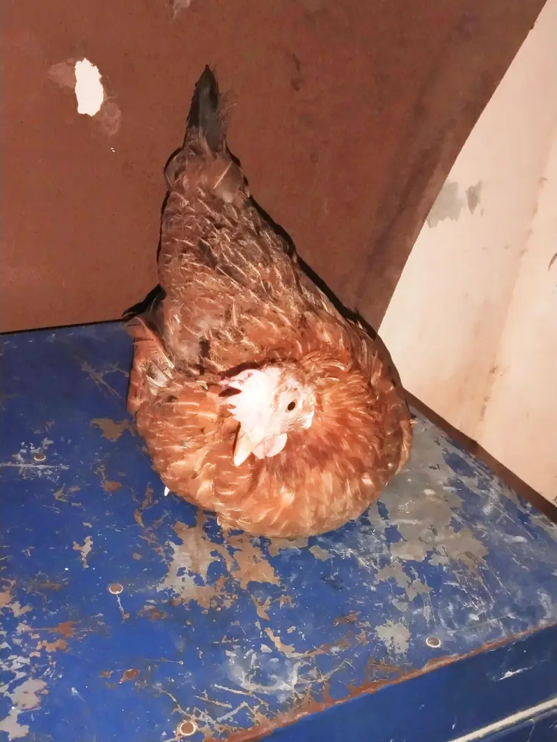 Desi Murga/Murgi Pair For Sale Heathly And Active ,For Breeding — photo 4