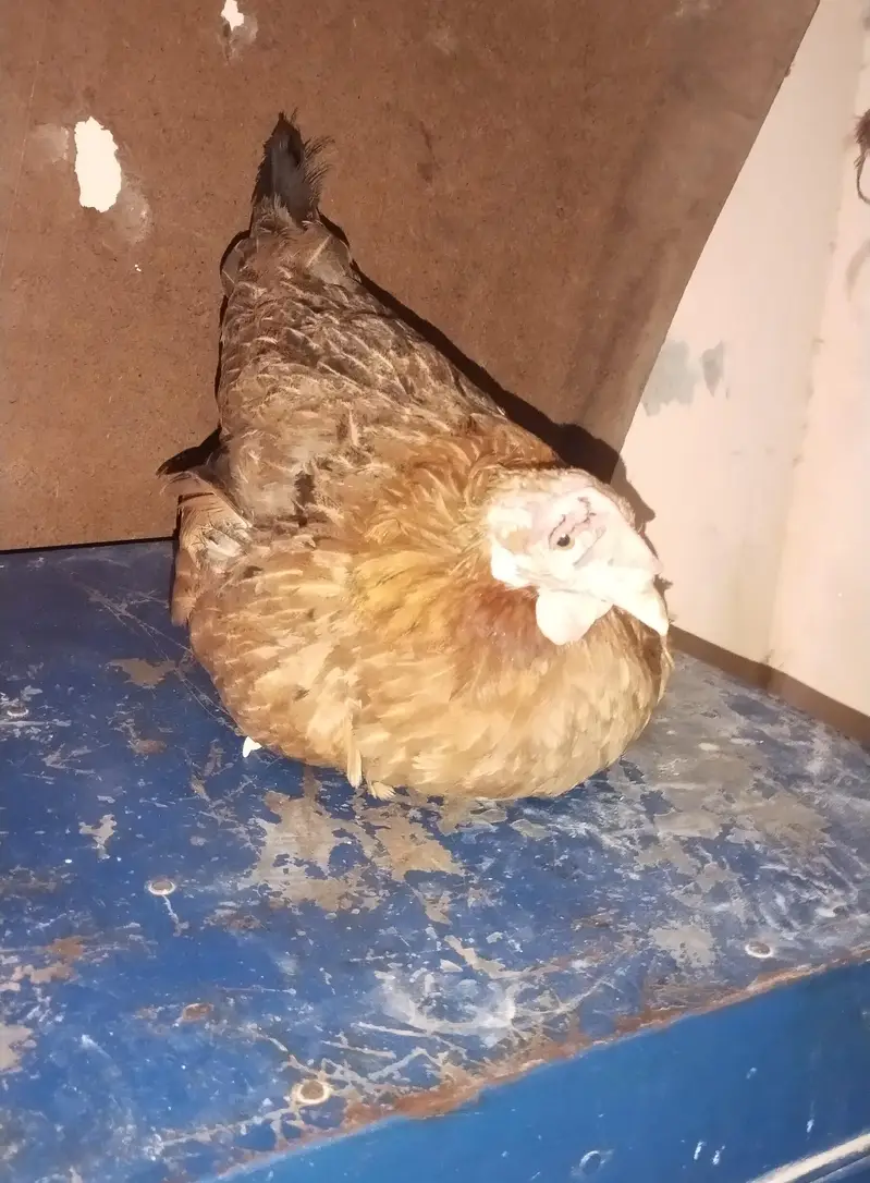 Desi Murga/Murgi Pair For Sale Heathly And Active ,For Breeding — photo 5