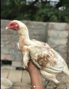 O Shamo chicks | Aseel Hens |  Dragon Asel chicks |  Hens For sale