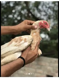 O Shamo chicks | Aseel Hens |  Dragon Asel chicks |  Hens For sale — photo 2