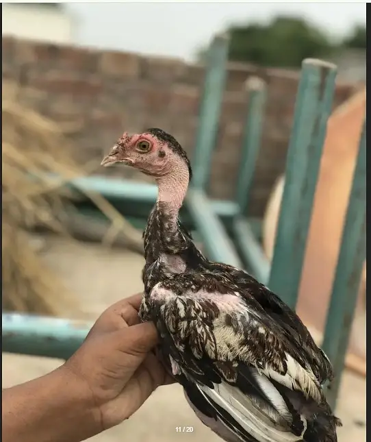 O Shamo chicks | Aseel Hens |  Dragon Asel chicks |  Hens For sale — photo 3
