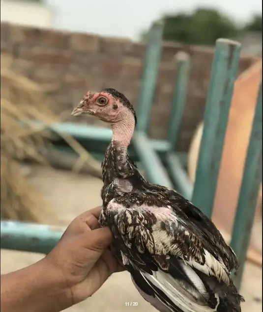 O Shamo chicks | Aseel Hens |  Dragon Asel chicks |  Hens For sale — photo 4