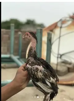 O Shamo chicks | Aseel Hens |  Dragon Asel chicks |  Hens For sale — photo 5