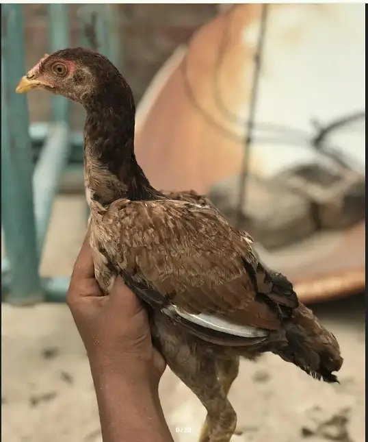 O Shamo chicks | Aseel Hens |  Dragon Asel chicks |  Hens For sale — photo 6